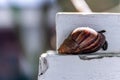 Close-up brown snail stick on the white wall with the blurry and soft focused background Royalty Free Stock Photo