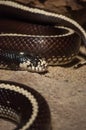 Close up brown snake portrait Royalty Free Stock Photo