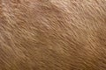 Close up of brown soft wool texture background. Natural fluffy fur of sheep, cow or calf. Warmth and comfort. Royalty Free Stock Photo