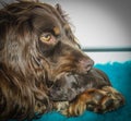 Close up of brown spaniel head of mother with newborn puppy between her paws Royalty Free Stock Photo