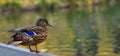 A close-up of a brown-speckled duck mallard stand on the shore pond