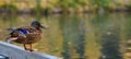 A close-up of a brown-speckled duck mallard stand on the shore pond. Banner