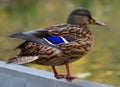 A close-up of a brown-speckled duck mallard stand on the shore pond