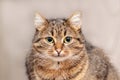 Close-up of a brown striped cat on a blurred background Royalty Free Stock Photo