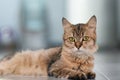 Close-up of a brown tabby lying on the floor