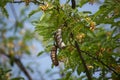 Brown tamarine fruit on tree with small flower