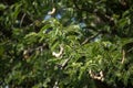 Brown tamarine fruit on tree with small flower