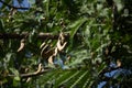 Brown tamarine fruit on tree with small flower