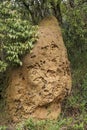 Termite mound, Caraca natural park, Minas Gerais, Brazil