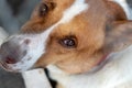 Close-up of brown Thai dog eyes Royalty Free Stock Photo