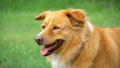 Close-up of brown Thai dog with green grass background