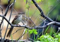 Close up of a Brown Thrasher bird in a meadow Royalty Free Stock Photo