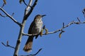 Brown Thrasher bird in a tree Royalty Free Stock Photo