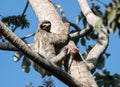 Three-toed Sloth climbing tree, Panama Royalty Free Stock Photo
