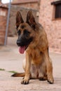 Close-up of a brown tired sitting dog sticking out its tongue