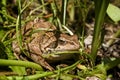 Close up of a brown toad in grassy undergrowth in Burgundy, France Royalty Free Stock Photo