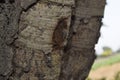 Close-up of brown tree bark texture and green Bokeh background, texture of tree trunks with some appearing blurred, Bark of tree, Royalty Free Stock Photo