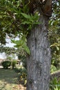 Close-up of brown tree bark texture and green Bokeh background, texture of tree trunks with some appearing blurred, Bark of tree, Royalty Free Stock Photo