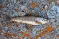 Close up of brown trout or Salmo trutta