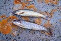 Close up of brown trout or Salmo trutta