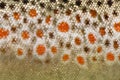 Close-up of brown trout scales Royalty Free Stock Photo