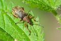 Close-up brown true weevils and bark beetle on green leaf of stinging nettles with red legs in forest