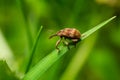 Close-up of a brown weevil on a green leaf in a lush garden environment during daylight Royalty Free Stock Photo