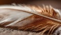 Close-up of a brown and white bird feather with soft light highlighting the delicate barbs. Royalty Free Stock Photo