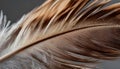 Close-up of a brown and white bird feather with soft light highlighting the delicate barbs. Royalty Free Stock Photo