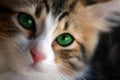 Cat with green eyes looking at the camera lens Royalty Free Stock Photo