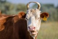 Close up of a brown and white cow on a farm Royalty Free Stock Photo