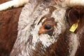Close up of brown and white cow's face with horns.