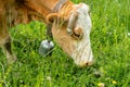 Close-up of a brown and white cow`s head eating grass. A pasture in the mountains. The concept of cattle development Royalty Free Stock Photo