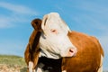 Close-up of brown and white cow Royalty Free Stock Photo