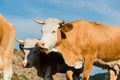 Close-up of brown and white cows Royalty Free Stock Photo