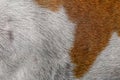 close up brown and white dog skin for texture and pattern Royalty Free Stock Photo