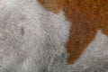 close up brown and white dog skin for texture and pattern Royalty Free Stock Photo