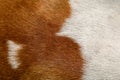 close up brown and white dog skin for texture and pattern Royalty Free Stock Photo