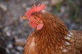 Close-up of a brown and white hen outdoors in freedom