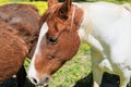 Close-up of a brown and white horse Royalty Free Stock Photo