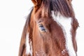 Close up of brown and white horse head, detail on eye, isolated on white background