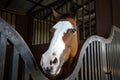 Close-up of a brown and white horse head Royalty Free Stock Photo