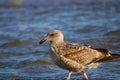 A close up of a brown and white seagull surrounded by blue ocean water at Malibu Lagoon in Malibu California Royalty Free Stock Photo