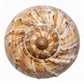 Close Up of Brown and White Snail Shell on White Background Macro View Royalty Free Stock Photo