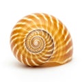A close-up of a brown and white striped seashell, likely a snail shell, with a smooth, Royalty Free Stock Photo