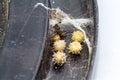 Close up brown widow spider Latrodectus geometricus and nest in nature