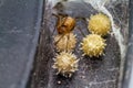 Close up brown widow spider Latrodectus geometricus and nest in nature