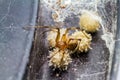 Close up brown widow spider Latrodectus geometricus and nest in nature