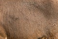Close up on brown wild Barbary sheep fur. Animal fur banner. Royalty Free Stock Photo
