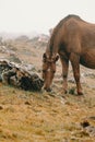 Close up of a brown wild horse in the mountains eating grass with a lot of mist Royalty Free Stock Photo